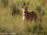 شکار گورخرها به حمله شیرهای حیات وحش افریقا