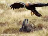 تصاویر زیبا و شگفت انگیز از شکار خرگوش توسط عقاب