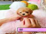 فروش سگ توی پودل عروسکی آپارتمانی پاکوتاه پشمالو خانگی شماره تماس 09037802354