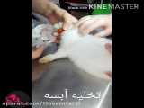 اصلاح دندان خرگوش در کلینیک دکتر زاهدزاده اهواز