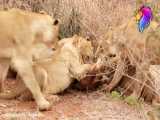 حیات وحش، حمله دیدنی شیرها برای شکار غزال