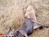 حیات وحش : حمله شیر و یوزپلنگ برای شکار گوزن