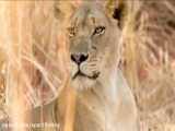 جنگ گروه شیرها و بوفالوها و فیلها در حیات وحش افریقا