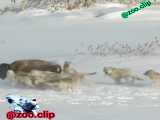 شکار بوفالو قطبی توسط گله گرگها