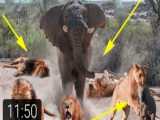 مستند جذاب و دیدنی راز بقا، نبرد فیل با شیر ماده