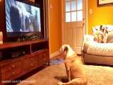 واکنش سگ بولداگ به پیش نمایش فیلم دنیای ژوراسیک