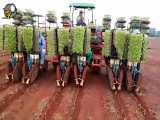 دستگاه کاشت گوجه فرنگی با بوته در مزرعه کشاورزی