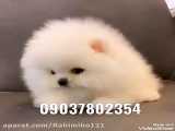 فروش سگ شیتزو پودل عروسکی آپارتمانی پاکوتاه خانگی پشمالو شماره تماس 09037802354