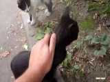 گربه سیاه ناز و دو بچه گربه