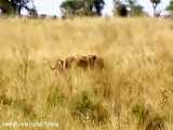 جنگ شیرهای افریقایی با همه حیوانات در حیات وحش افریقا