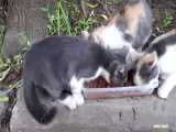 سه بچه گربه جدید در بوته ها زندگی می کنند