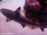 کوسه آبسنگی باله‌سیاه: Carcharhinus melanopterus