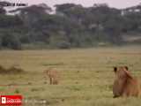 شیر در برابر یوزپلنگ - جنگ و نبرد خونین سگ وحشی و کفتار - نجات بچه گاومیش