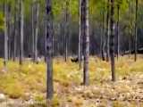 دو گرگ عظیم الجثه ای که توسط دوربین ثبت شده