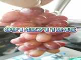 نهال انواع انگور در آرال نهال میاندوآب09142711245مهندس کاظم شجاعت.09143812014برج