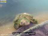لاکپشت پیر با استایل جلبکی