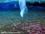 کلیپ حیرت انگیز تایم لپس تشکیل قندیل یخ زیر آب