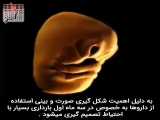 مراحل شکل گیری بینی در جنین