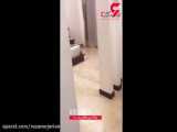 حمله سوسک ها به یک اتاق هتل / زن و شوهر شوکه شدند