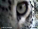 تصاویر حیات وحش میناب که توسط دوربین‌های تله ای ثبت شده