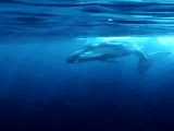 فیلم کوتاه از شنای نهنگ گوش پشت