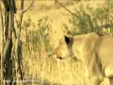 جنگ شیرها برای شکار بوفالو در حیات وحش افریقا