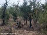 شکار گور خر ها توسط شیرهای وحشی در حیات وحش افریقا