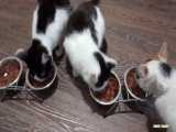 اکنون فقط دو بچه گربه با گربه کالیکو زندگی می کنند