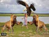 مستند جذاب و دیدنی راز بقا، حمله عقاب به بچه شیر