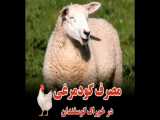 مصرف کود مرغی در خوراک گوسفندان