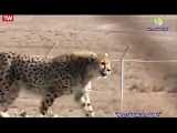 طبیعت گردی _ کوشکی یک یوزپلنگ ایرانی