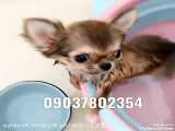 فروش سگ شی واوا آپارتمانی پاکوتاه خانگی عروسکی مینیاتوری شماره تماس 09037802354