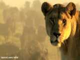 (The Last Lions) مستند زیبا و دیدنی آخرین شیرها