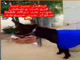 فالو$$$$$