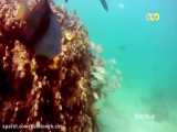 صخره های مرجانی جاذبه های طبیعی و گردشگری جزیره کیش