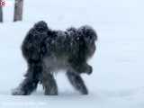 تصاویر تماشایی از زندگی میمون ها در برف