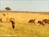 شکارهای شیرهای وحشی و فنون شکار شیرها در حیات وحش افریقا