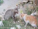 دعوای مرگ آور بین دو گربه