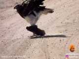 وقتی عقاب یه بچه گراز وحشی رو شکار میکنه