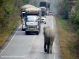 وقتی فیل جلوی کامیون هارو میگیره تا بار نیشکر اونها رو بخوره :)