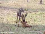 ببینید این سگ وحشی چطور بچه ایمپالا رو شکار می کنه :(