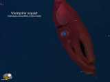 ماهی مرکب  جهنمی  فسیلی زنده در اعماق اقیانوس ها