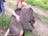 وقتی این بچه فیل دوست داره یکی بغلش کنه و نوازشش کنه :)