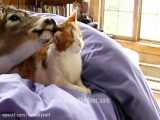ببینید این گربه چجوری این آهو رو لیس میزنه و بهش ابراز علاقه می کنه :)