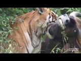 ببر شکار میکند گاو هندی را در بانیپور _ شکار ببر در پارک ملی