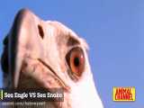 کلیپی از مجموعه حملات عقاب به حیوانات مختلف در حیات وحش