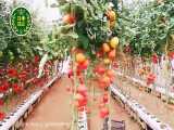 گلخانه هیدروپونیک گوجه فرنگی