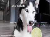 وقتی این سگ هاسکی واسه اولین بار لیمو ترش میخوره :)