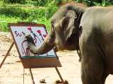 اسم این فیل سودا هست و نقاشی میکشه :)
