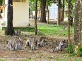 عصبانیت یه گروه از میمون از شکار یکی از بچه هاشون توسط مار پیتون